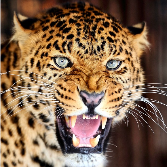 fiercefindsonly